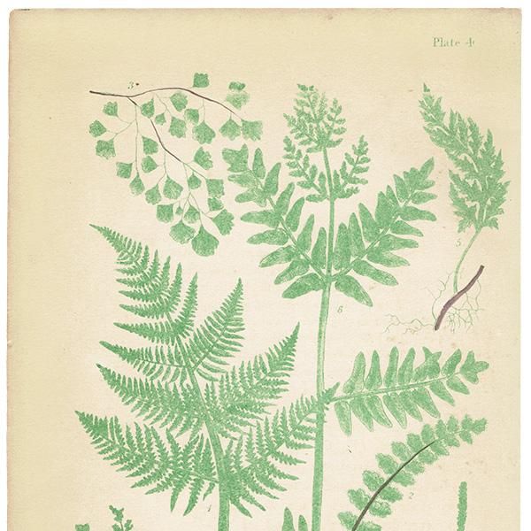 ドイツの古い植物図鑑(GARTENBLUMEN 2)/アンティーク ドイツの古い植物図鑑(GARTENBLUMEN 2)/アンティーク