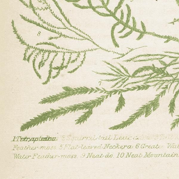 ꥹ ƥ ܥ˥륢 / ʪ moss 1864ǯ 0669