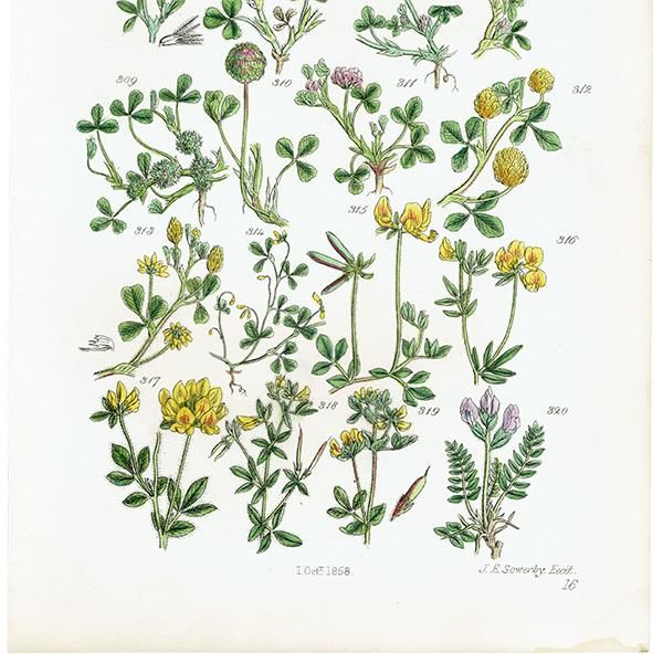 ꥹ ƥ ܥ˥륢 饵ĥ᥯䥹ȥ٥꡼Сʤ  (British wild flowers / John Edward Sowerby)  1876ǯ 0664