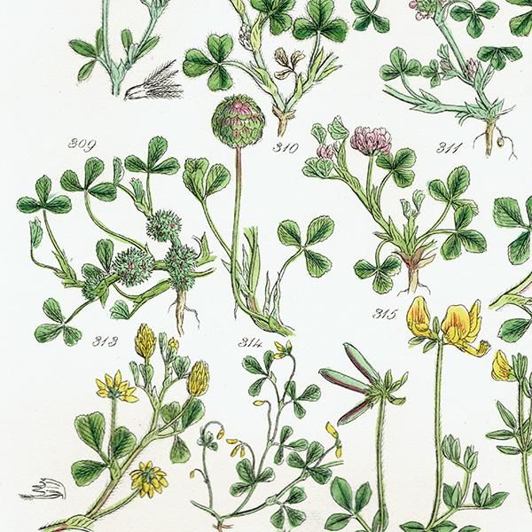 ꥹ ƥ ܥ˥륢 饵ĥ᥯䥹ȥ٥꡼Сʤ  (British wild flowers / John Edward Sowerby)  1876ǯ 0664