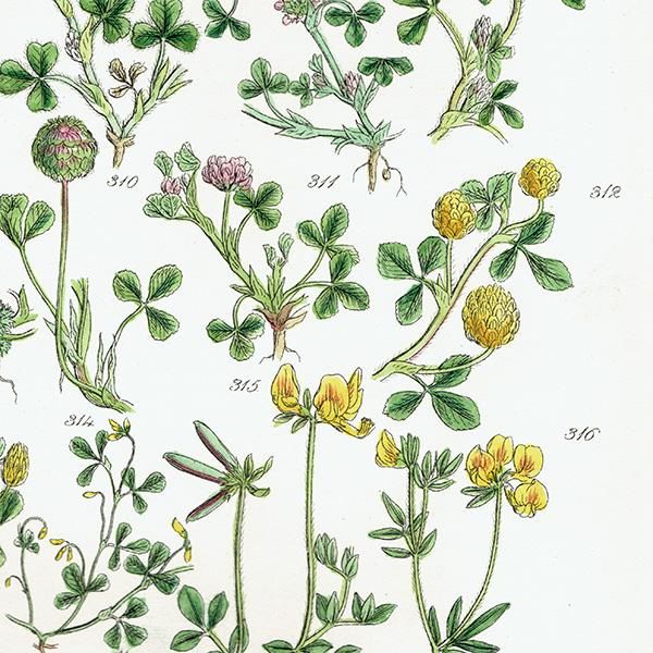 ꥹ ƥ ܥ˥륢 饵ĥ᥯䥹ȥ٥꡼Сʤ  (British wild flowers / John Edward Sowerby)  1876ǯ 0664