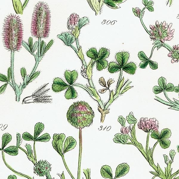 ꥹ ƥ ܥ˥륢 饵ĥ᥯䥹ȥ٥꡼Сʤ  (British wild flowers / John Edward Sowerby)  1876ǯ 0664