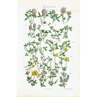 イギリス アンティーク ボタニカルアート ムラサキツメクサやストベリークローバーなど  (British wild flowers / John Edward Sowerby)  1876年 0664