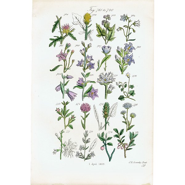 ꥹ ƥ ܥ˥륢 / ʪ ֥롼٥ӥ٥꡼ʤ  (British wild flowers / John Edward Sowerby)  1876ǯ 0665