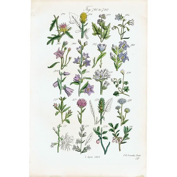 ꥹ ƥ ܥ˥륢 / ʪ ֥롼٥ӥ٥꡼ʤ  (British wild flowers / John Edward Sowerby)  1876ǯ 0665