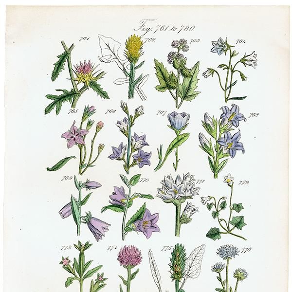 ꥹ ƥ ܥ˥륢 / ʪ ֥롼٥ӥ٥꡼ʤ  (British wild flowers / John Edward Sowerby)  1876ǯ 0665