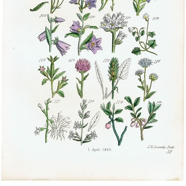 ꥹ ƥ ܥ˥륢 / ʪ ֥롼٥ӥ٥꡼ʤ  (British wild flowers / John Edward Sowerby)  1876ǯ 0665