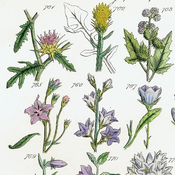 ꥹ ƥ ܥ˥륢 / ʪ ֥롼٥ӥ٥꡼ʤ  (British wild flowers / John Edward Sowerby)  1876ǯ 0665