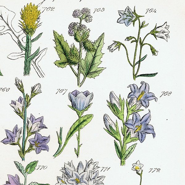 ꥹ ƥ ܥ˥륢 / ʪ ֥롼٥ӥ٥꡼ʤ  (British wild flowers / John Edward Sowerby)  1876ǯ 0665