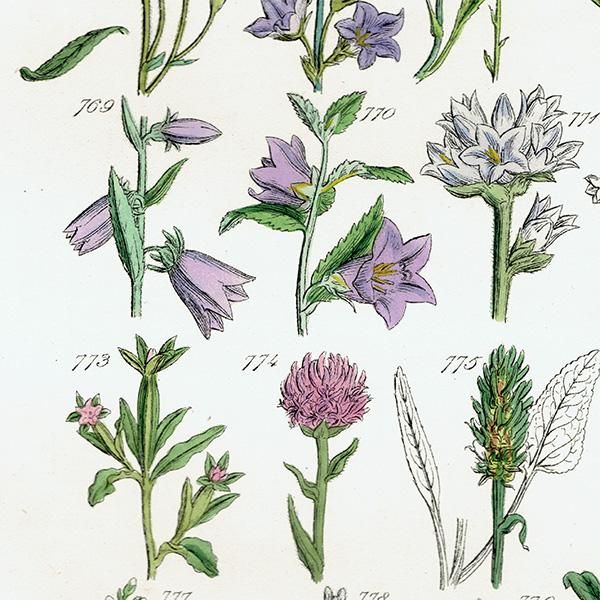 ꥹ ƥ ܥ˥륢 / ʪ ֥롼٥ӥ٥꡼ʤ  (British wild flowers / John Edward Sowerby)  1876ǯ 0665