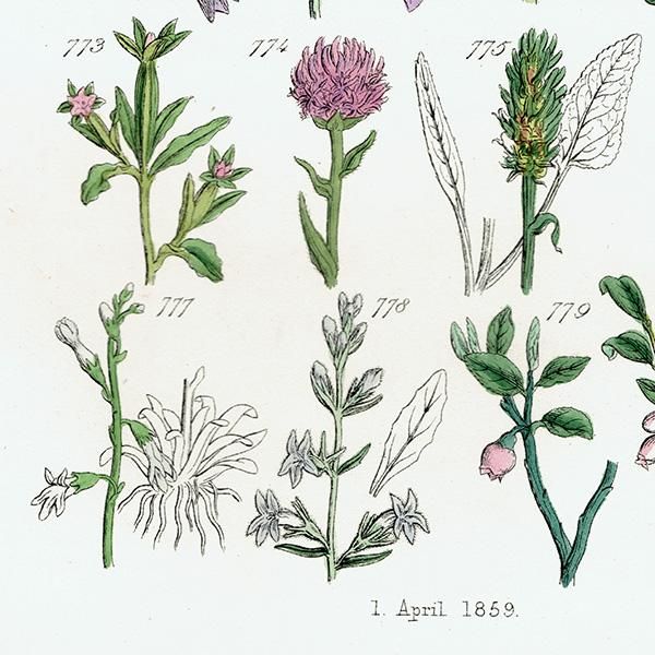 ꥹ ƥ ܥ˥륢 / ʪ ֥롼٥ӥ٥꡼ʤ  (British wild flowers / John Edward Sowerby)  1876ǯ 0665