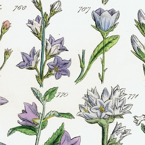 イギリス アンティーク ボタニカルアート / 植物画 ブルーベルや