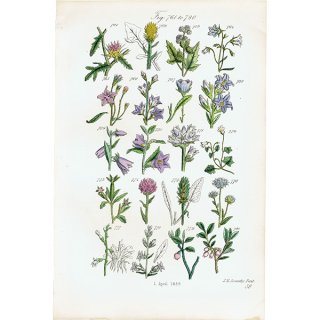イギリス アンティーク ボタニカルアート / 植物画 ブルーベルやビルベリーなど  (British wild flowers / John Edward Sowerby)  1876年 0665