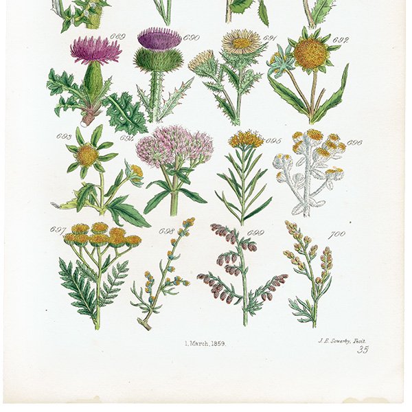 ꥹ ƥ ܥ˥륢 / ʪ ߤ䥿󥸡ʤ  (British wild flowers / John Edward Sowerby)  1876ǯ 0666