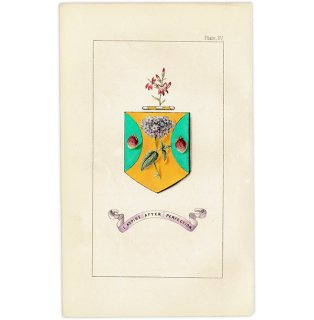 イギリス アンティーク 花と紋章 ボタニカルアート ルリジサ、イチゴとカーディナルフラワー  1851年 1002