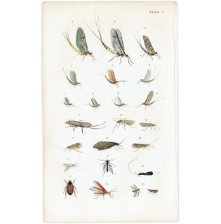 魚釣りアイテム カゲロウ フライフィッシング イギリス アンティークプリント 1867年 0127