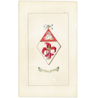 イギリス アンティーク 花と紋章 ボタニカルアート アマリリス、セイヨウオダマキ  1851年 1005