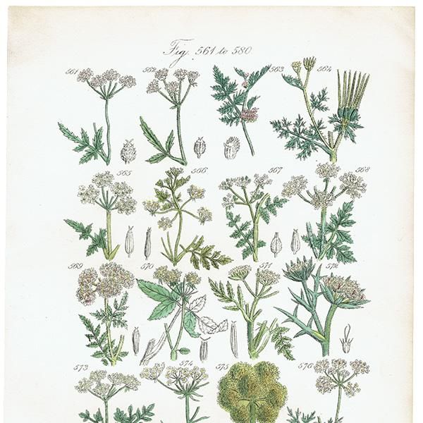 ꥹ ƥ ܥ˥륢 / ʪ ѥإåʤ  (British wild flowers / John Edward Sowerby)  1876ǯ 0667