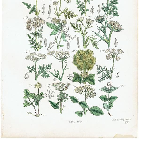 ꥹ ƥ ܥ˥륢 / ʪ ѥإåʤ  (British wild flowers / John Edward Sowerby)  1876ǯ 0667