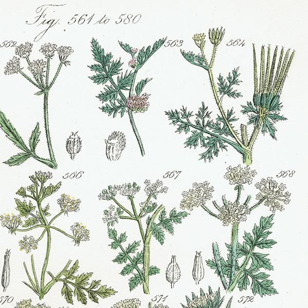 ꥹ ƥ ܥ˥륢 / ʪ ѥإåʤ  (British wild flowers / John Edward Sowerby)  1876ǯ 0667