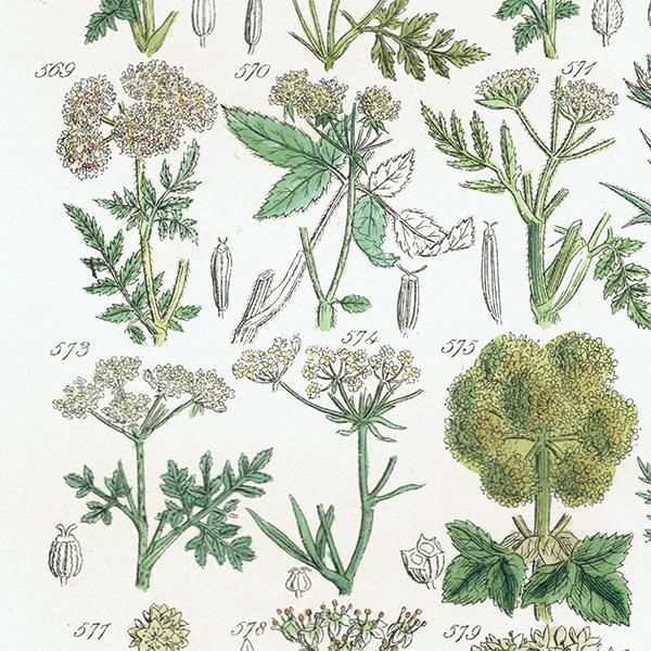 ꥹ ƥ ܥ˥륢 / ʪ ѥإåʤ  (British wild flowers / John Edward Sowerby)  1876ǯ 0667