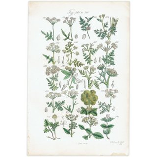 イギリス アンティーク ボタニカルアート / 植物画 パセリやヘムロックなど  (British wild flowers / John Edward Sowerby)  1876年 0667