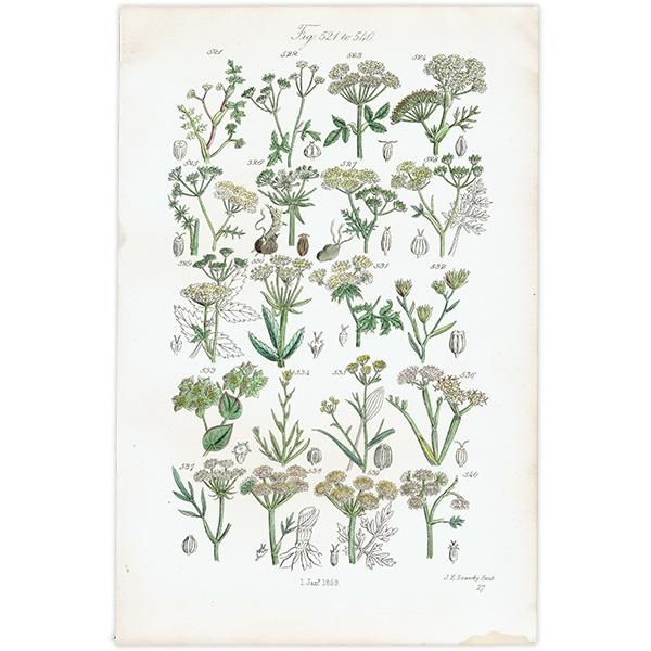 ꥹ ƥ ܥ˥륢 / ʪ ߥĥФ䥻ʤ  (British wild flowers / John Edward Sowerby)  1876ǯ 0669