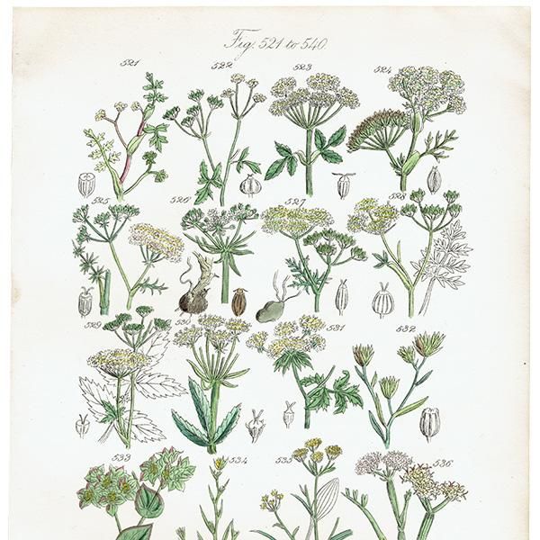イギリス アンティーク ボタニカルアート / 植物画 イワミツバや イギリス アンティーク ボタニカルアート / 植物画 イワミツバや