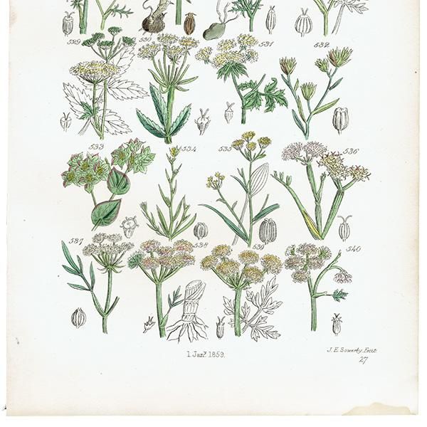 ꥹ ƥ ܥ˥륢 / ʪ ߥĥФ䥻ʤ  (British wild flowers / John Edward Sowerby)  1876ǯ 0669