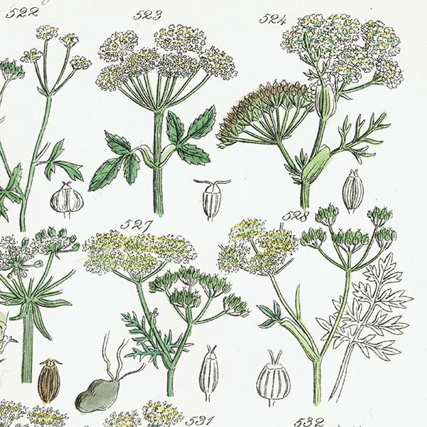 「大人気 新入荷 新品」に該当するファッション通販 2024秋冬新作】 沢山並んだ植物画が可愛いイギリスのJ.E. 洋書