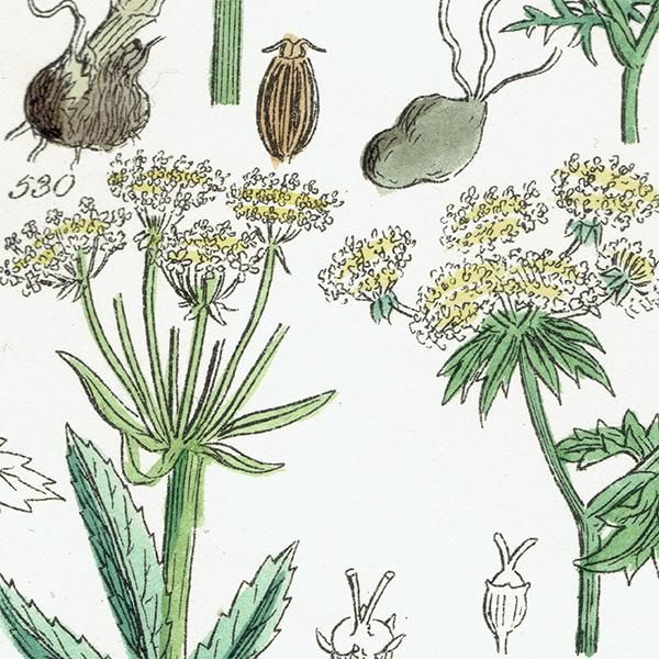 ꥹ ƥ ܥ˥륢 / ʪ ߥĥФ䥻ʤ  (British wild flowers / John Edward Sowerby)  1876ǯ 0669