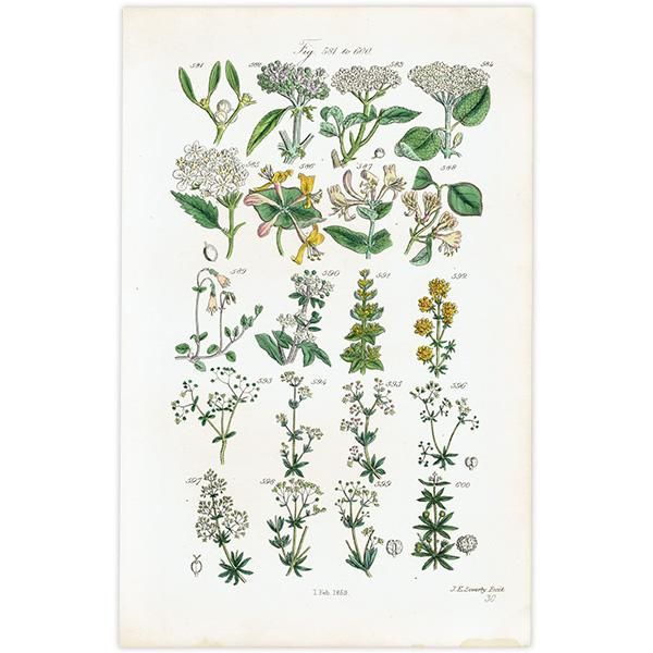 ꥹ ƥ ܥ˥륢 / ʪ 󥿥ʤ䥹ʤ  (British wild flowers / John Edward Sowerby)  1876ǯ 0670