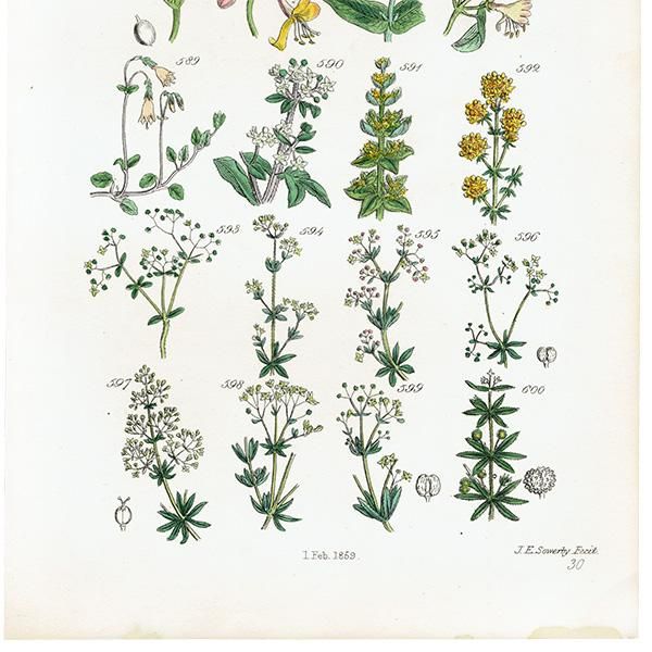 ꥹ ƥ ܥ˥륢 / ʪ 󥿥ʤ䥹ʤ  (British wild flowers / John Edward Sowerby)  1876ǯ 0670
