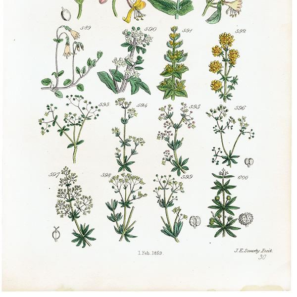 ꥹ ƥ ܥ˥륢 / ʪ 󥿥ʤ䥹ʤ  (British wild flowers / John Edward Sowerby)  1876ǯ 0670