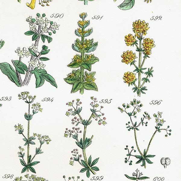 ★イギリス　ボタニカルアート　⑦ イギリス アンティーク ボタニカルアート / 植物画 バイモや