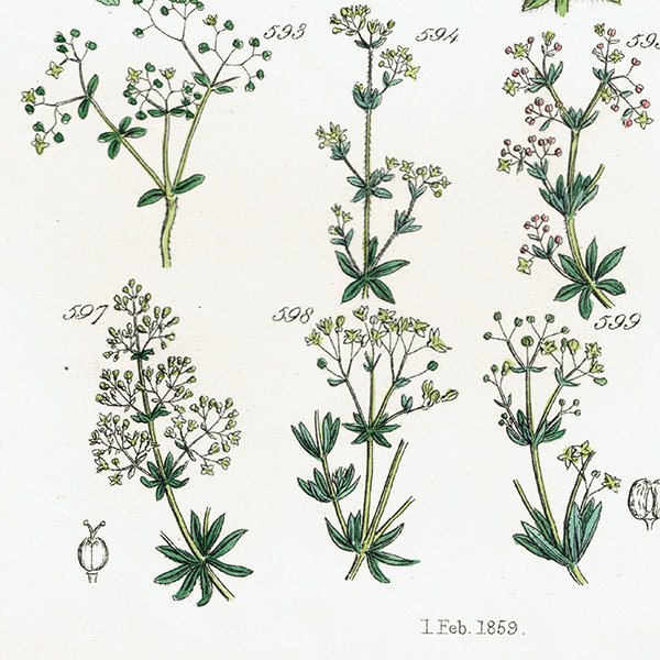 ꥹ ƥ ܥ˥륢 / ʪ 󥿥ʤ䥹ʤ  (British wild flowers / John Edward Sowerby)  1876ǯ 0670