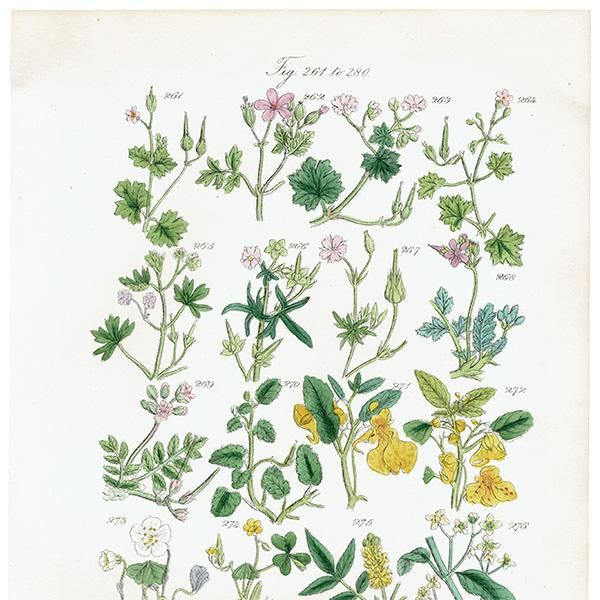 イギリス アンティーク ボタニカルアート / 植物画 ヒメフウロや