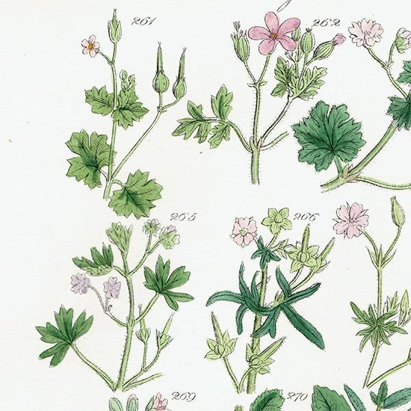 イギリス アンティーク ボタニカルアート / 植物画 ヒメフウロや