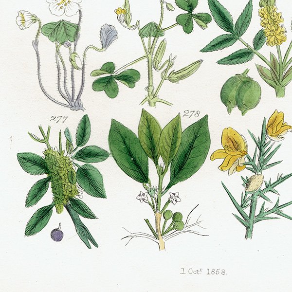 ꥹ ƥ ܥ˥륢 / ʪ ҥեϥꥨ˥ʤ  (British wild flowers / John Edward Sowerby)  1876ǯ 0671