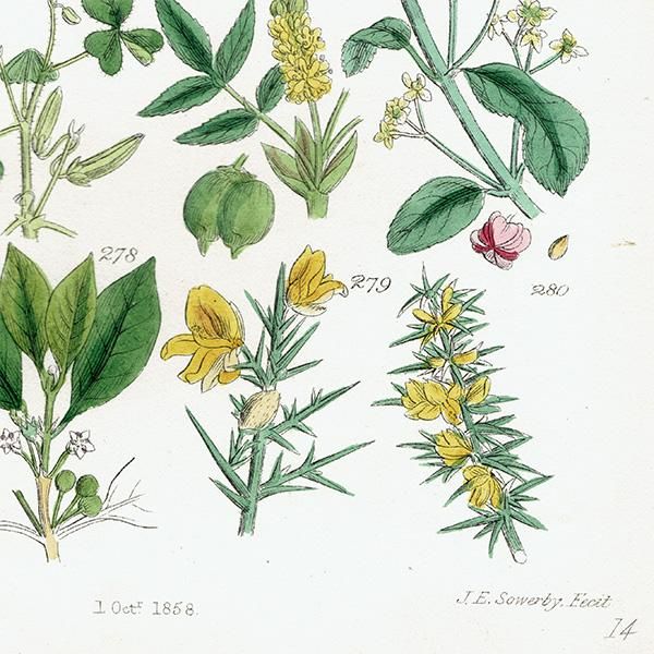 ꥹ ƥ ܥ˥륢 / ʪ ҥեϥꥨ˥ʤ  (British wild flowers / John Edward Sowerby)  1876ǯ 0671