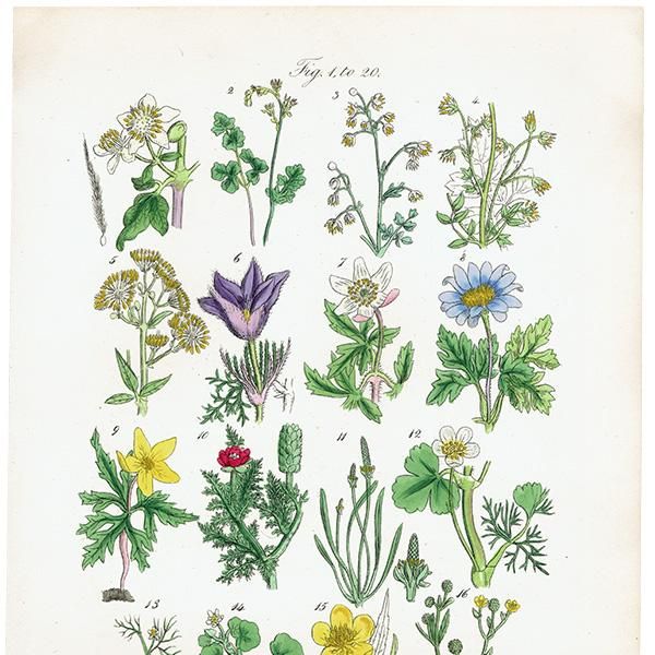 ꥹ ƥ ܥ˥륢 / ʪ ͥͤϥʥݥʤ  (British wild flowers / John Edward Sowerby)  1876ǯ 0672