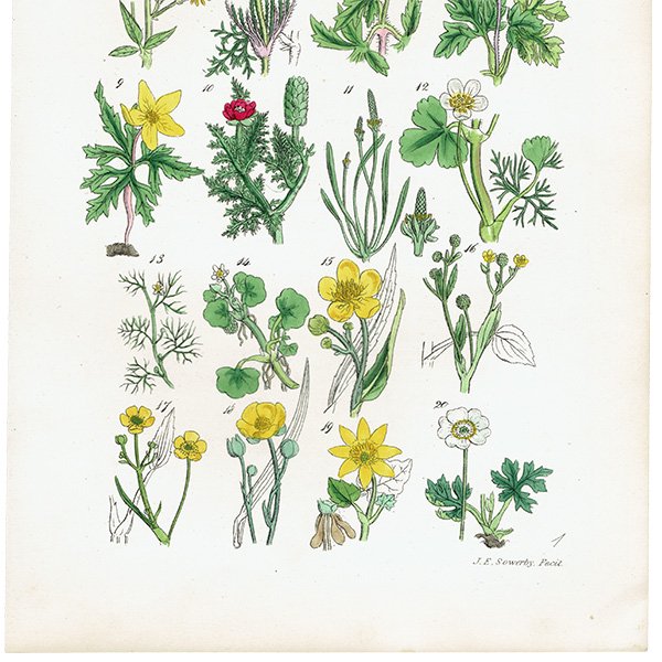 ꥹ ƥ ܥ˥륢 / ʪ ͥͤϥʥݥʤ  (British wild flowers / John Edward Sowerby)  1876ǯ 0672