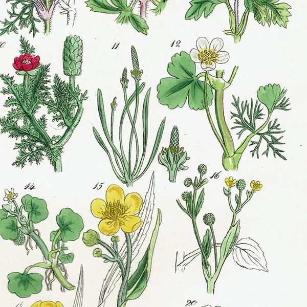 ꥹ ƥ ܥ˥륢 / ʪ ͥͤϥʥݥʤ  (British wild flowers / John Edward Sowerby)  1876ǯ 0672