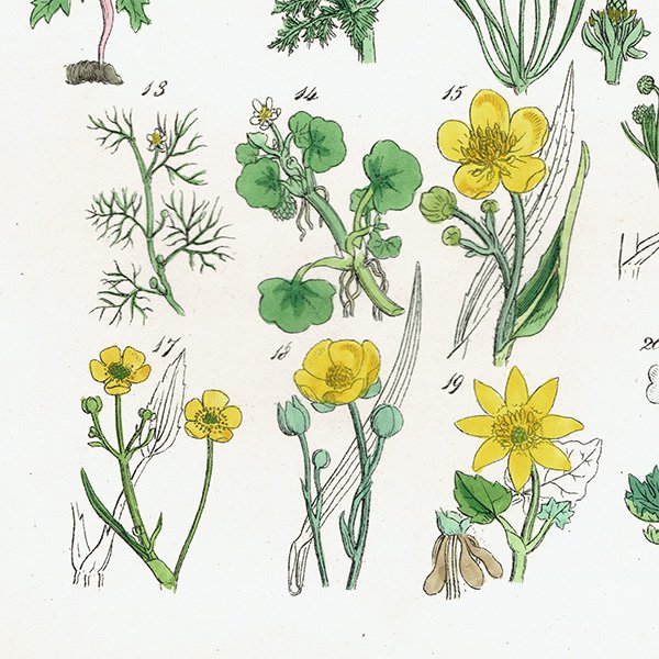 ꥹ ƥ ܥ˥륢 / ʪ ͥͤϥʥݥʤ  (British wild flowers / John Edward Sowerby)  1876ǯ 0672