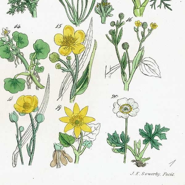 ꥹ ƥ ܥ˥륢 / ʪ ͥͤϥʥݥʤ  (British wild flowers / John Edward Sowerby)  1876ǯ 0672