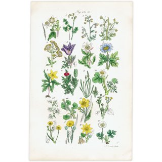 ボタニカルアート（植物画）Botanical アンティーク ヴィンテージの