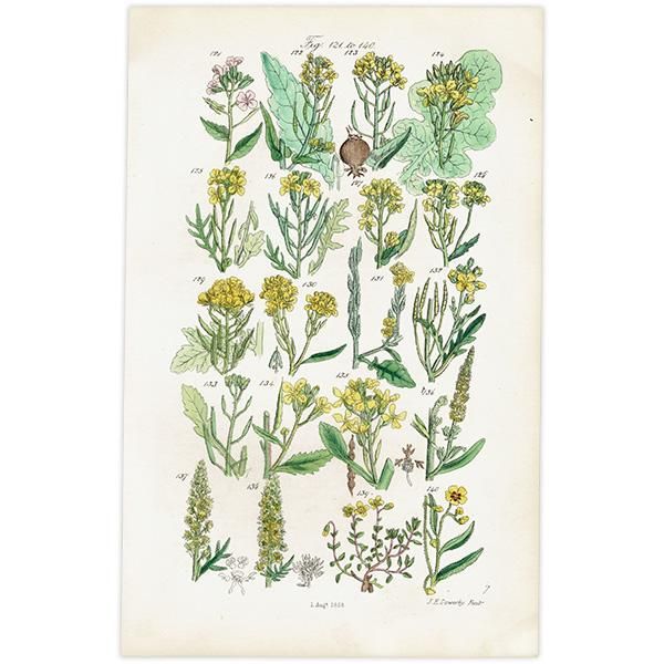 ꥹ ƥ ܥ˥륢 / ʪ ֥ʤϥ˥Хʤʤ  (British wild flowers / John Edward Sowerby)  1876ǯ 0673