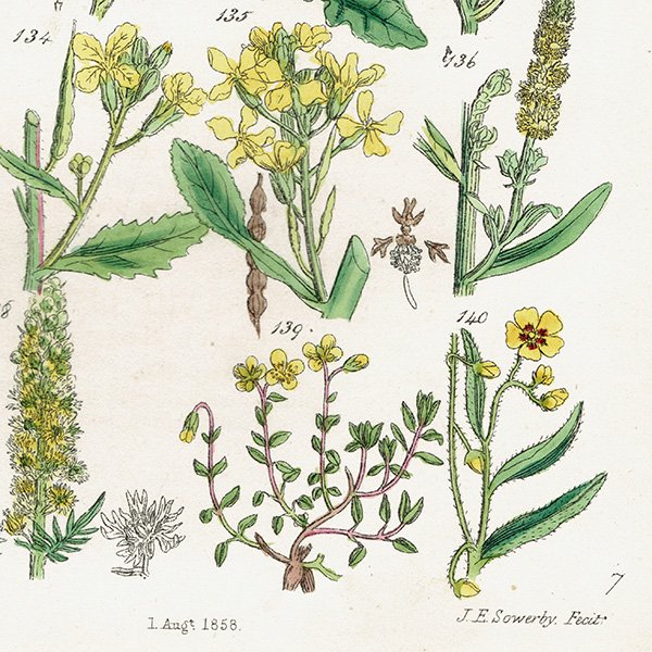 ꥹ ƥ ܥ˥륢 / ʪ ֥ʤϥ˥Хʤʤ  (British wild flowers / John Edward Sowerby)  1876ǯ 0673