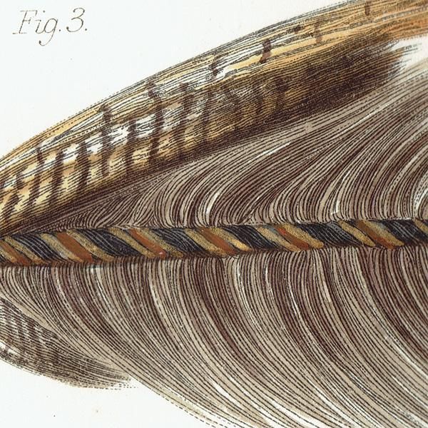 魚釣りアイテム フライフィッシング 毛針 デザイン イギリス