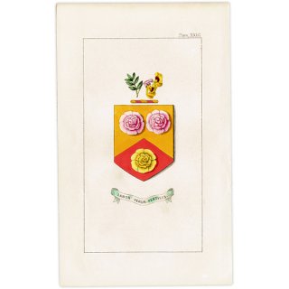 イギリス アンティーク 花と紋章 ボタニカルアート タチアオイ（Hollyhock）、オウゴンハギ（Coronilla glauca)  1851年 1013
